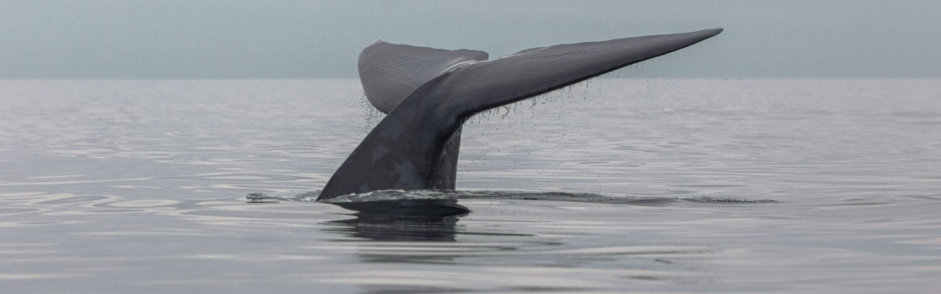 Aleta Caudal Ballena