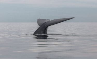 Aleta Caudal Ballena