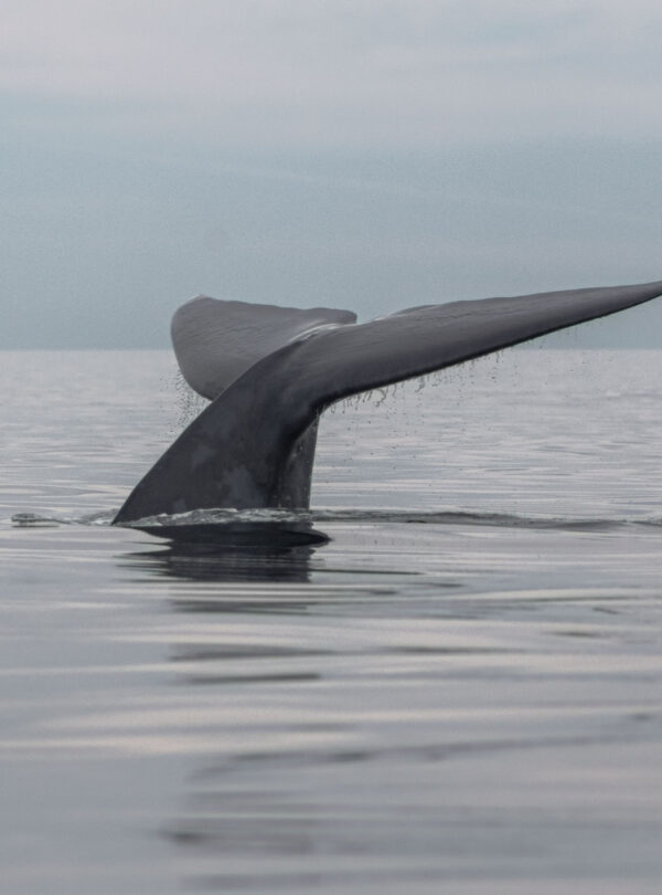 Aleta Caudal Ballena