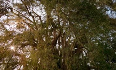 Árbol del Tule