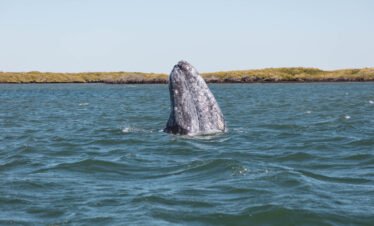 Ballena Gris en Baja California Sur