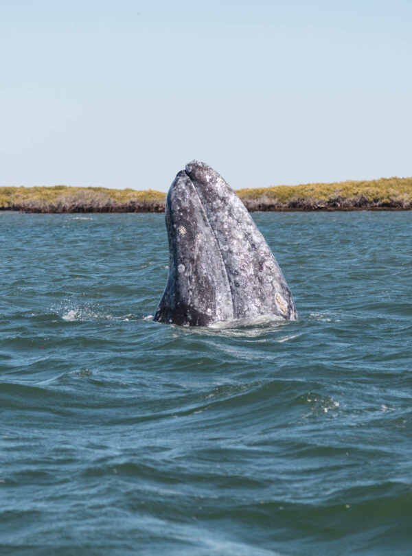 Ballena Gris en Baja California Sur