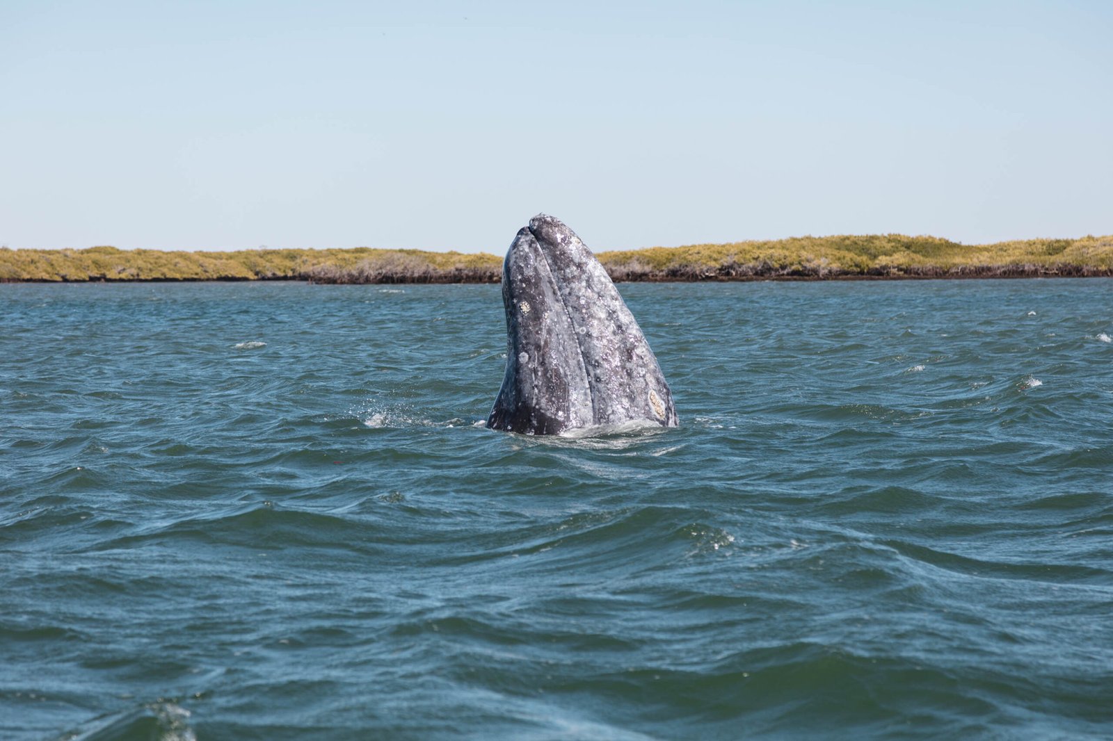 Ballena Gris en Baja California Sur