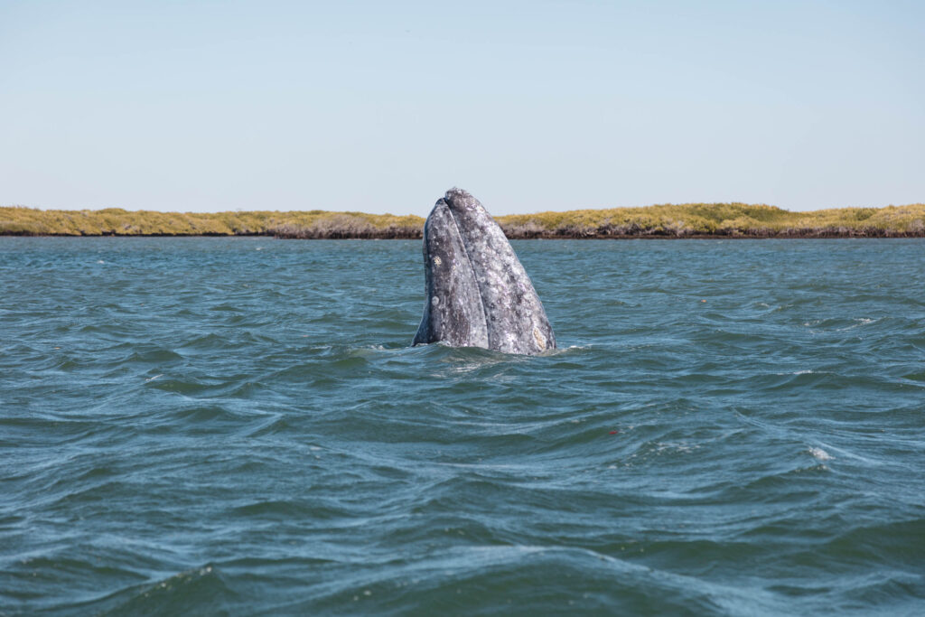 Ballena Gris en Baja California Sur