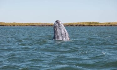 Ballena Gris en Baja California Sur