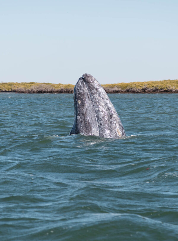 Ballena Gris en Baja California Sur