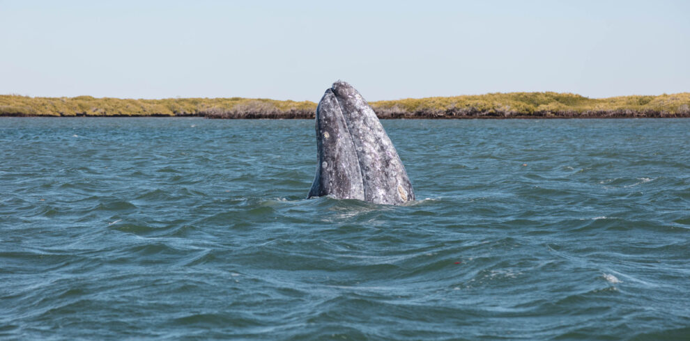 Ballena Gris en Baja California Sur