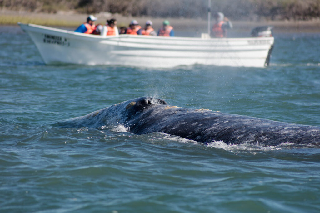 Avistamiento de Ballena Gris en Baja California Sur