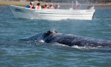 Avistamiento de Ballena Gris en Baja California Sur