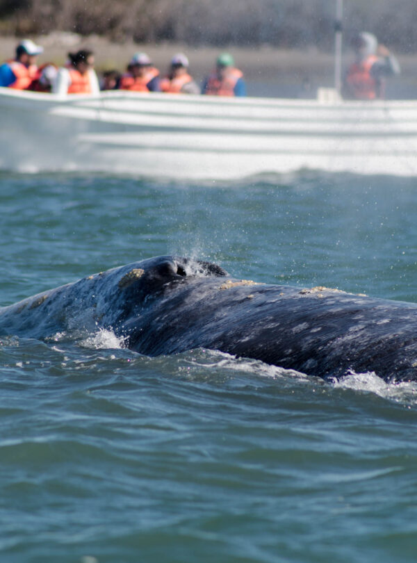 Avistamiento de Ballena Gris en Baja California Sur