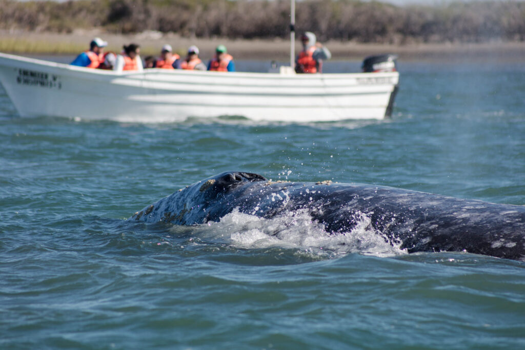 Avistamiento de Ballena Gris en Baja California Sur