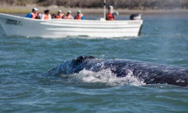 Avistamiento de Ballena Gris en Baja California Sur