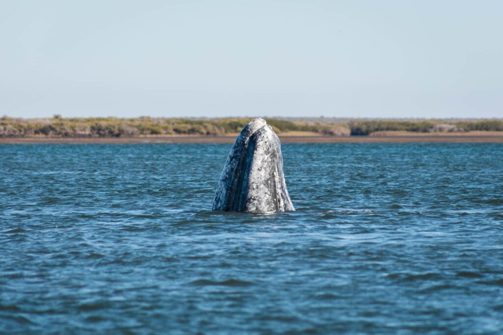 Ballena Gris Baja California Sur