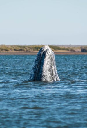 5 Lugares en Baja California Sur Para el Avistamiento de Ballenas