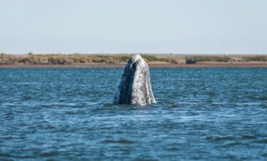 Ballena Gris Baja California Sur
