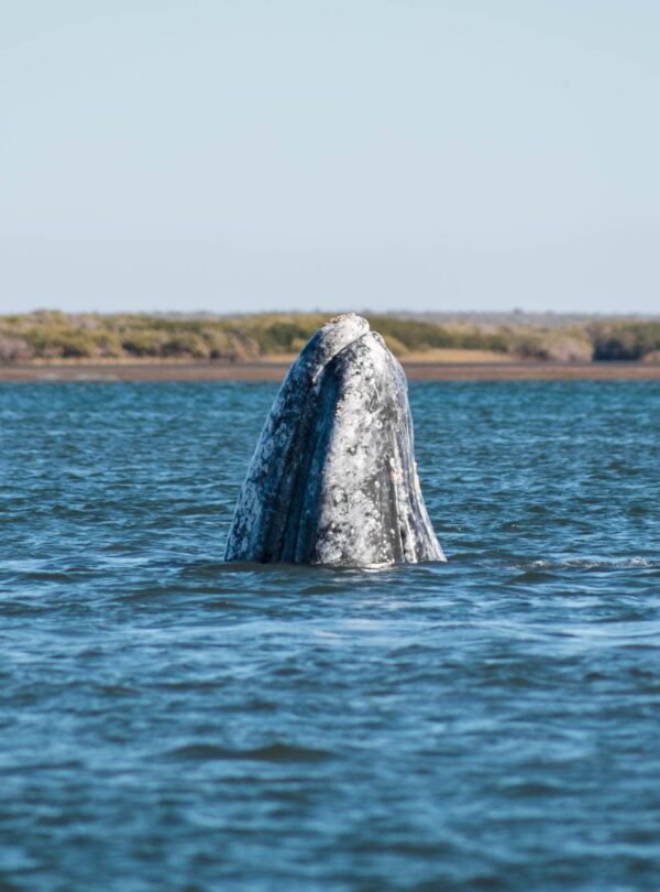 Ballena Gris Baja California Sur