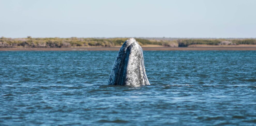 Ballena Gris Baja California Sur