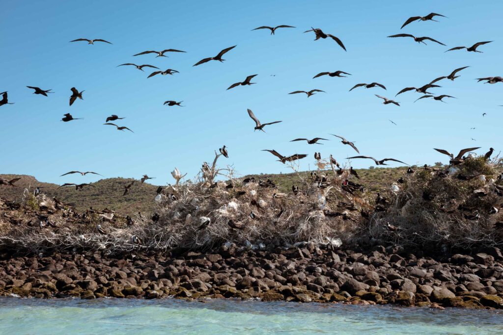 Isla Espíritu Santo