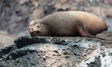 Lobo Marino en Loreto