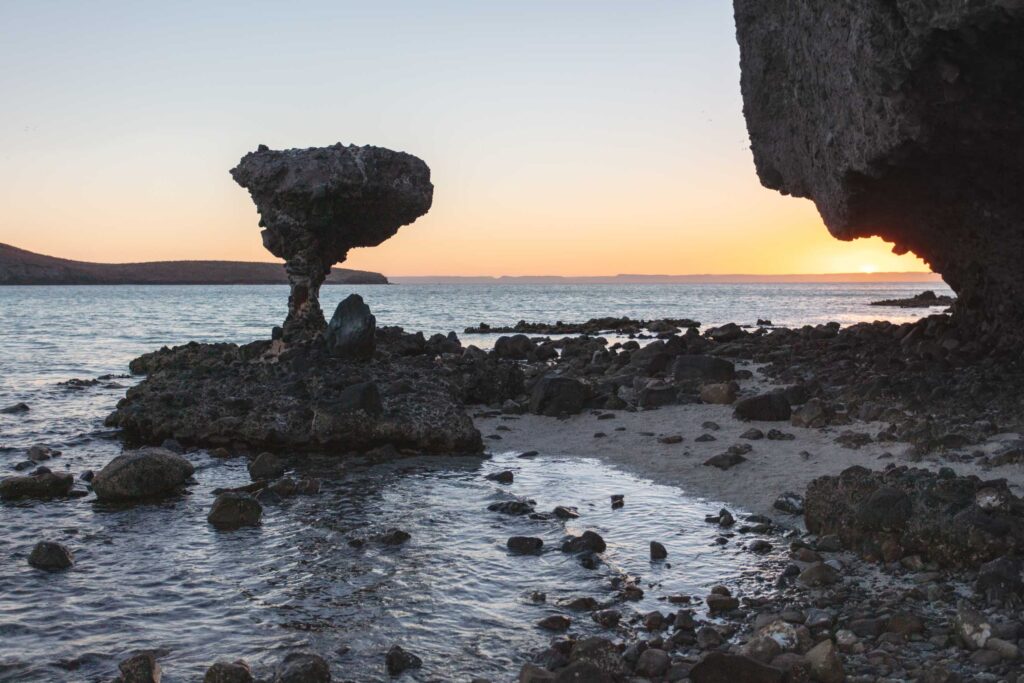 Hongo de Playa Balandra