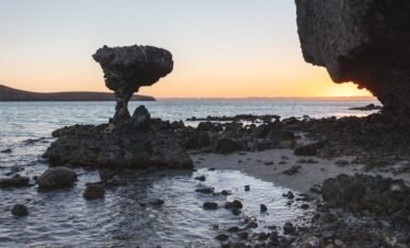 Hongo de Playa Balandra