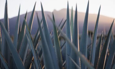 Tequila Jalisco