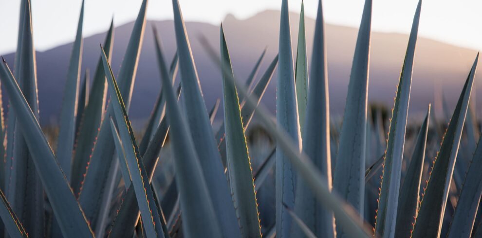 Tequila Jalisco