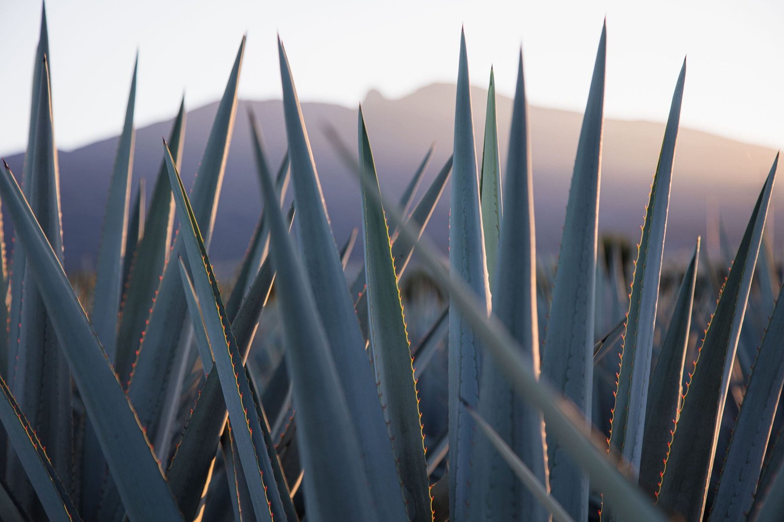 Tequila Jalisco