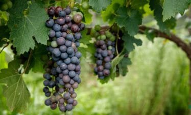 Viñedos en Valle de Cerocahui