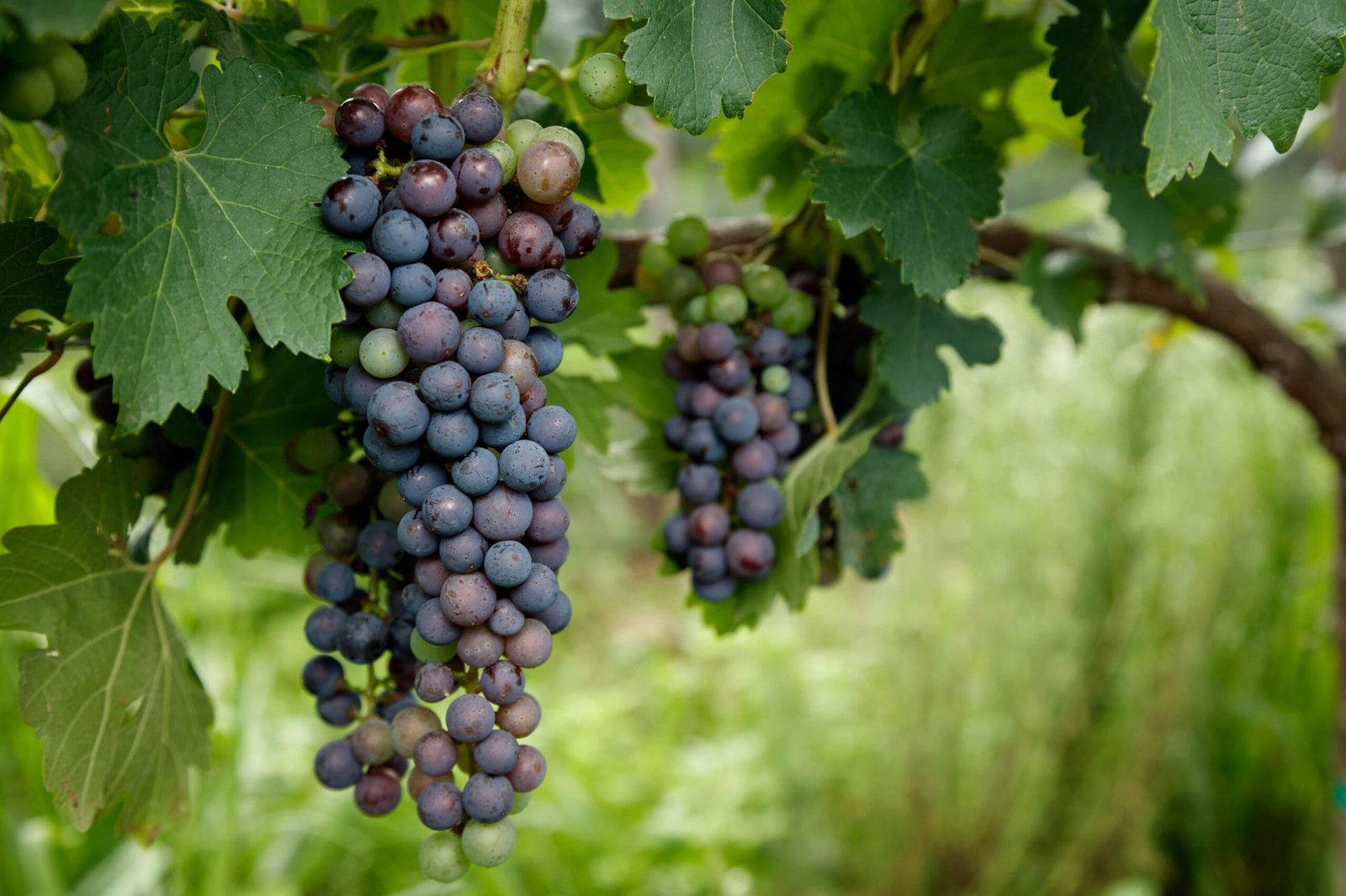 Viñedos en Valle de Cerocahui