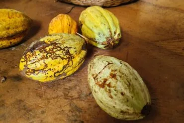 Festival del Chocolate 2025