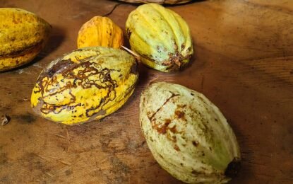 Vive el Increíble Festival del Chocolate Tabasco 2025