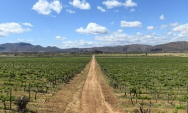 Viñedos de Baja California