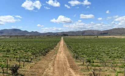 Viñedos de Baja California