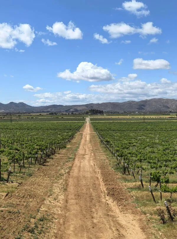Viñedos de Baja California