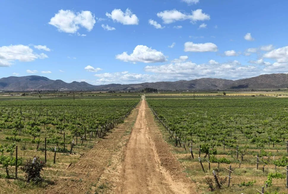 Viñedos de Baja California