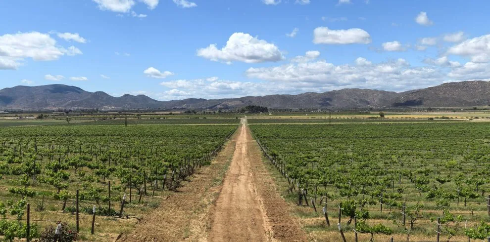 Viñedos de Baja California