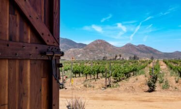 Viñedos en Baja California