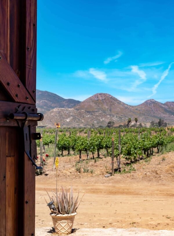 Viñedos en Baja California
