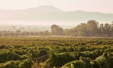 Viñedos en Baja California