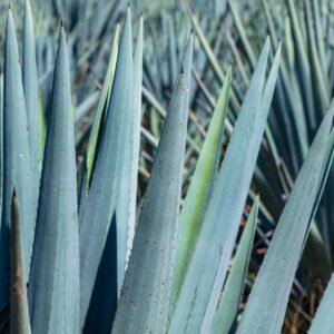 tequila-express-agave-2