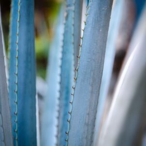 tequila-express-agave-3